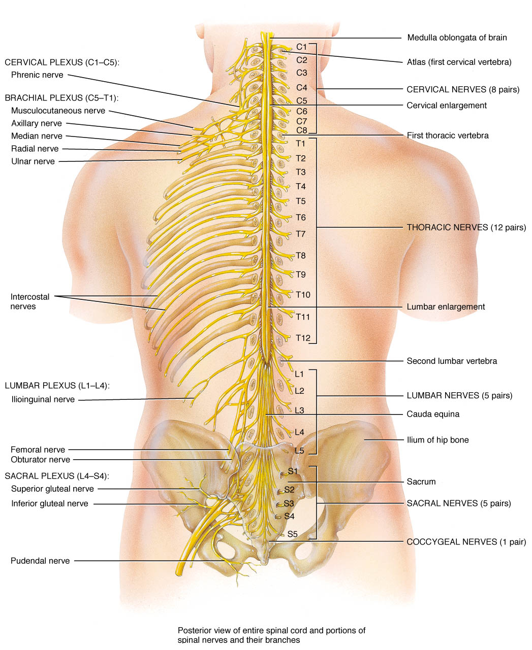 About » Fircrest Family Chiropractic Center