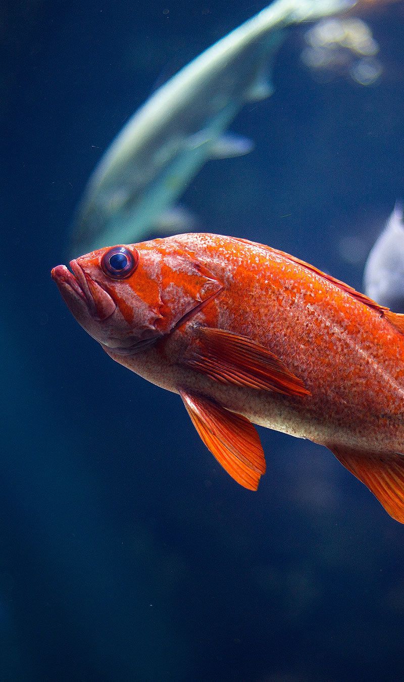Fish